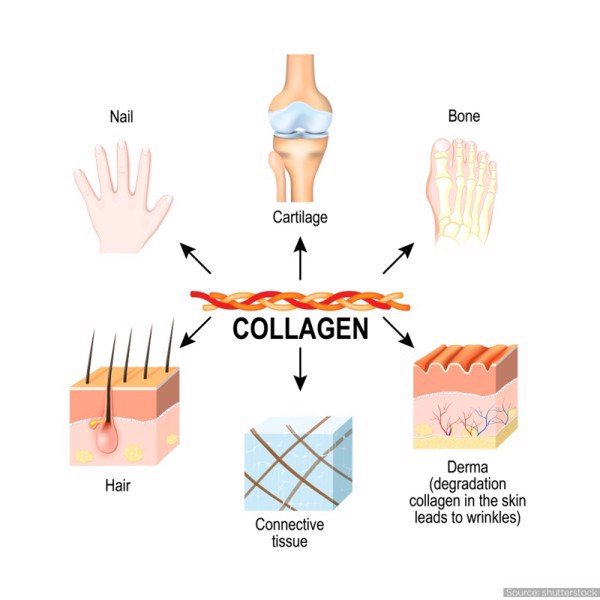 collagen tự nhiên có ở đâu