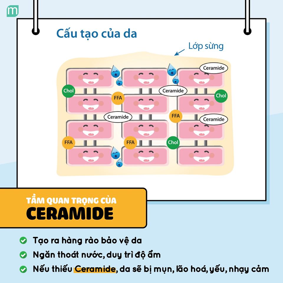 công dụng của Ceramide